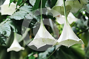 A blooming shrub Osa pulchra with a beautiful white buds.