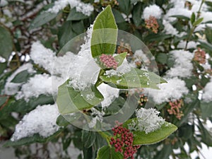 Blooming shrub viburnum tinus covered with snow