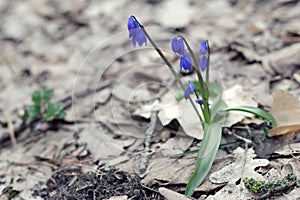 Blooming of Siberian squill in cold oak forest, breaking through thick complete layer of dry yellowed oak leaves