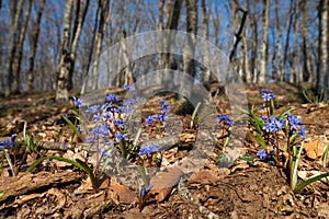 Blooming Siberian Squill in the early spring forest on last year`s foliage with selective focus and bokeh