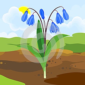 Blooming Siberian squill or Scilla siberica plant with blue flowers and green leaves growing from ground on background of spri