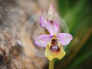 Blooming Sicilian wild orchid