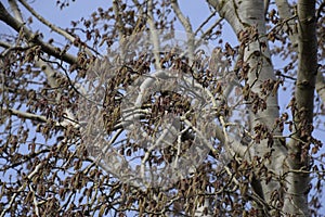 Blooming silver poplar. Silver poplar tree in spring. Poplar