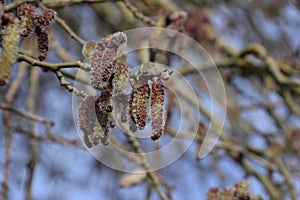 Blooming silver poplar. Silver poplar tree in spring. Poplar