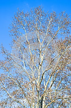 Blooming silver poplar. Silver poplar tree in spring. Poplar