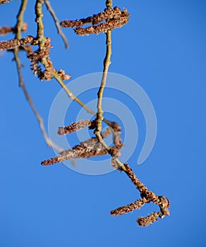 Blooming silver poplar. Silver poplar tree in spring. Poplar