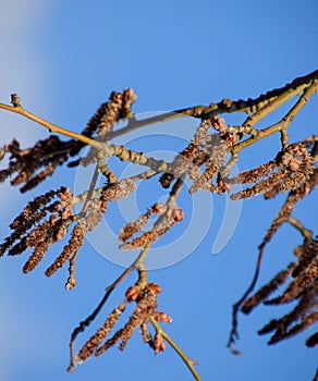 Blooming silver poplar. Silver poplar tree in spring. Poplar