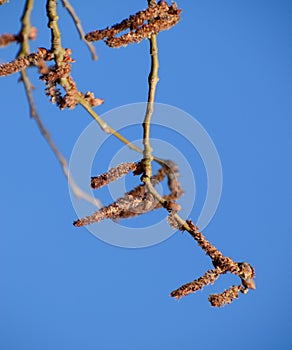 Blooming silver poplar. Silver poplar tree in spring. Poplar