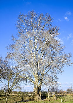 Blooming silver poplar. Silver poplar tree in spring. Poplar