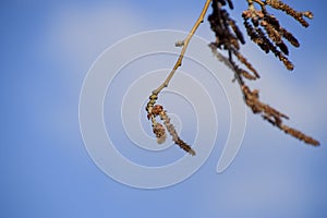 Blooming silver poplar. Silver poplar tree in spring. Poplar