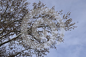 Blooming silver poplar. Silver poplar tree in spring. Poplar
