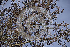 Blooming silver poplar. Silver poplar tree in spring. Poplar