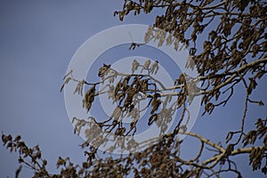 Blooming silver poplar. Silver poplar tree in spring. Poplar