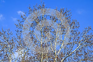 Blooming silver poplar. Silver poplar tree in spring. Poplar