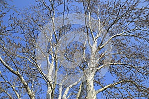 Blooming silver poplar. Silver poplar tree in spring. Poplar