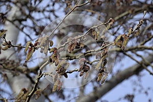 Blooming silver poplar. Silver poplar tree in spring. Poplar