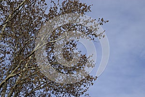 Blooming silver poplar. Silver poplar tree in spring. Poplar