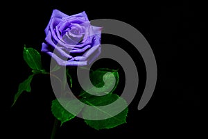 Blooming single dark purple rose on black backdrop
