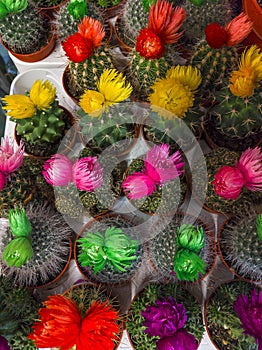 Blooming small multi-colored cacti in pots top view