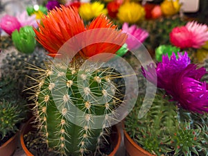 Blooming small multi-colored cactus in a pot