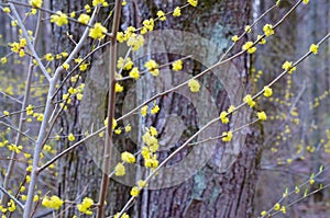Blooming with small yellow flowers cornelian cherry background.