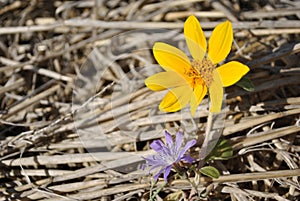 Blooming small yellow sunflower and blue chicory common chicory, cichorium intybus  flower on dry yellow grass background