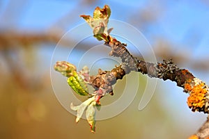 Blooming of small young green leaves on apple tree branch. Spring is coming