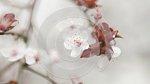 Blooming Snow-White Flowers Of A Plum Tree In Spring. Small Light Flowers And Burgundy Leaves In Spring.