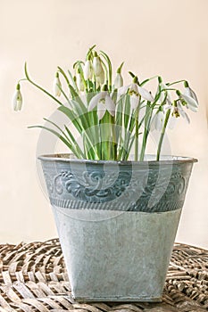 Blooming snowdrop (galanthus nivalis) flowers in vitage pot