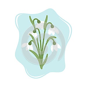 Blooming snowdrops. Spring flowers, vector illustration