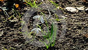 Blooming snowdrops, Galanthus nivalis, at flowerbed, early spring closeup with backlight, selective focus, shallow DOF