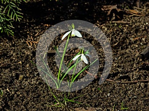 Blooming snowdrops, Galanthus nivalis, at flowerbed, early spring closeup, selective focus, shallow DOF