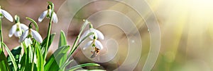 Blooming snowdrops Galanthus nivalis and their pollinating honey bee in early spring in the forest