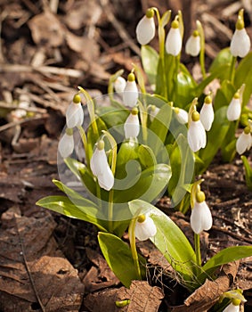 Blooming snowdrops Galanthus woronowii at spring on the ground photo