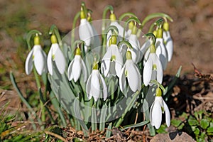 Blooming snowdrops in spring