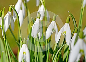 Blooming snowdrops in spring