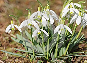 Blooming snowdrops in spring