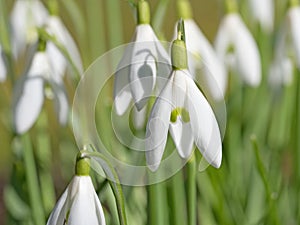 Blooming snowdrops in spring
