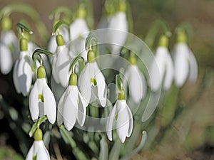 Blooming snowdrops in spring in close up