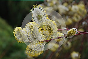 Blooming soft fluffy willow buds are the harbingers of spring