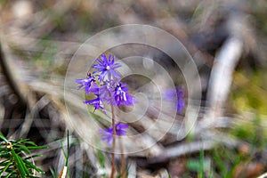 Blooming Soldanella montana in spring forest photo