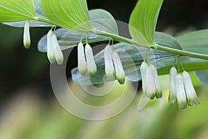 Blooming Solomon`s seal Polygonatum odoratum