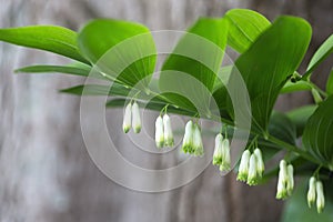 Blooming Solomon`s seal Polygonatum odoratum