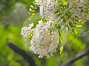 The blooming sophora flower