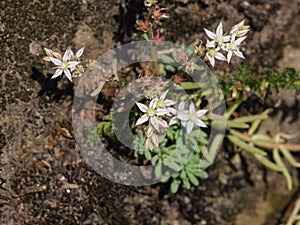 Blooming Spanish Stonecrop Sedum hispanicum on rocks with small white flowers macro, selective focus, shallow DOF