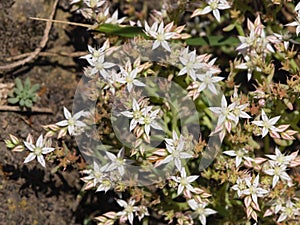 Blooming Spanish Stonecrop Sedum hispanicum on rocks with small white flowers macro, selective focus, shallow DOF