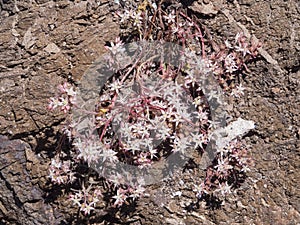 Blooming Spanish Stonecrop Sedum hispanicum on rocks with small white flowers macro, selective focus, shallow DOF