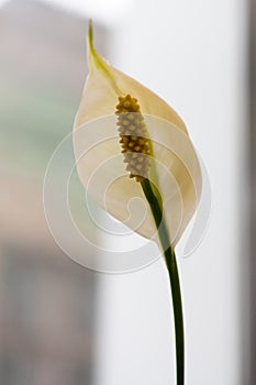 Blooming Spathiphyllum: a white fragrant flower, also called Peace lily and Female happiness