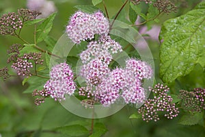 Blooming Spiraea japonica 'anthony waterer' in summer garden. Pink cluster flowers photo