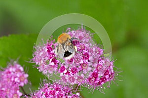 Blooming Spiraea japonica 'anthony waterer' in summer garden. Pink cluster flowers